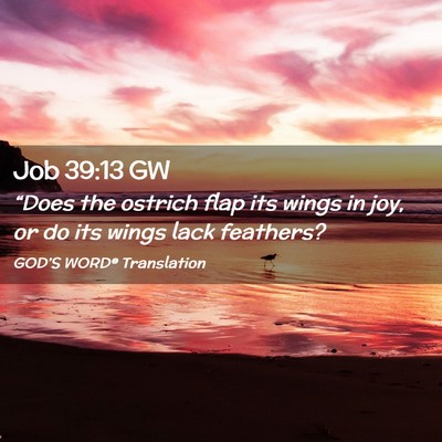 Picture 02 - Job 39:13 GW - “Does the ostrich flap its wings in joy, or do - Bible Verse Picture