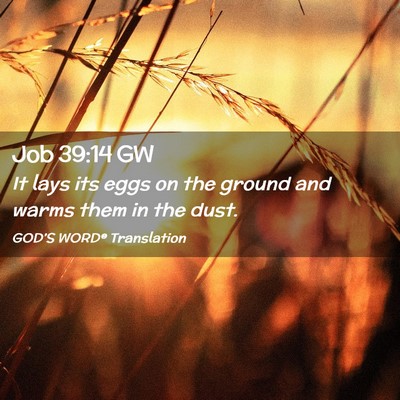 Picture 02 - Job 39:14 GW - It lays its eggs on the ground and warms them in - Bible Verse Picture