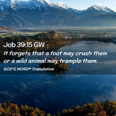 Picture 02 - Job 39:15 GW - It forgets that a foot may crush them or a wild - Bible Verse Picture