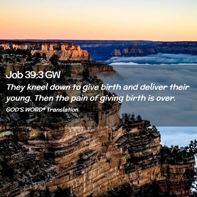 Picture 02 - Job 39:3 GW - They kneel down to give birth and deliver their - Bible Verse Picture