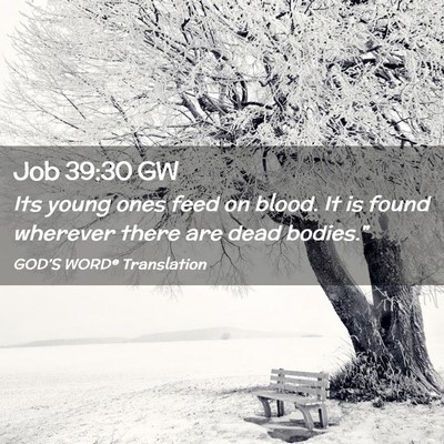 Picture 02 - Job 39:30 GW - Its young ones feed on blood. It is found - Bible Verse Picture