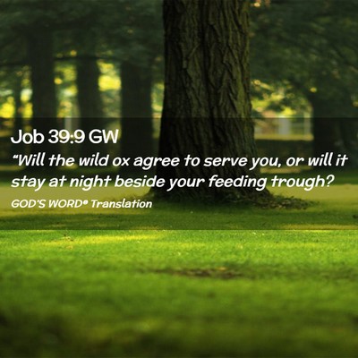Picture 02 - Job 39:9 GW - “Will the wild ox agree to serve you, or will - Bible Verse Picture