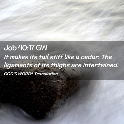 Picture 02 - Job 40:17 GW - It makes its tail stiff like a cedar. The - Bible Verse Picture