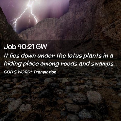 Picture 02 - Job 40:21 GW - It lies down under the lotus plants in a hiding - Bible Verse Picture