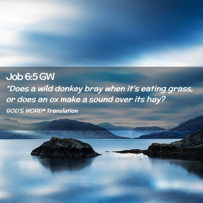 Picture 02 - Job 6:5 GW - “Does a wild donkey bray when it’s eating - Bible Verse Picture