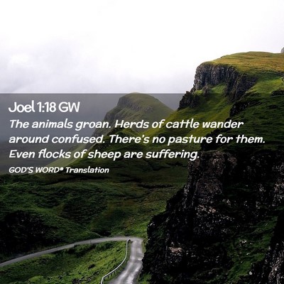 Picture 02 - Joel 1:18 GW - The animals groan. Herds of cattle wander around - Bible Verse Picture