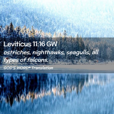 Picture 02 - Leviticus 11:16 GW - ostriches, nighthawks, seagulls, all types of - Bible Verse Picture