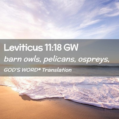 Picture 02 - Leviticus 11:18 GW - barn owls, pelicans, - Bible Verse Picture