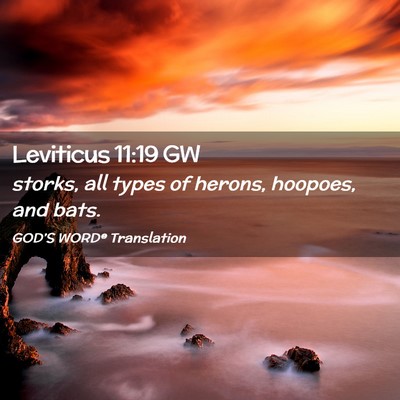 Picture 02 - Leviticus 11:19 GW - storks, all types of herons, hoopoes, and - Bible Verse Picture