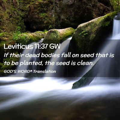 Picture 02 - Leviticus 11:37 GW - If their dead bodies fall on seed that is to be - Bible Verse Picture
