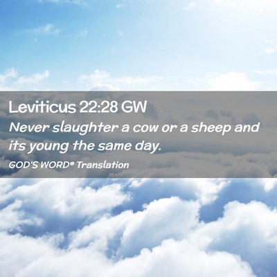 Picture 02 - Leviticus 22:28 GW - Never slaughter a cow or a sheep and its young - Bible Verse Picture