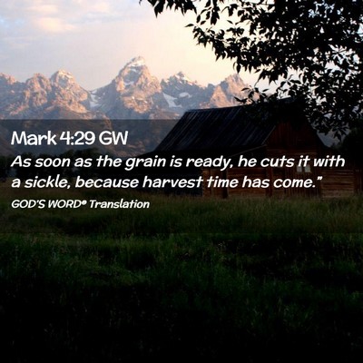 Picture 02 - Mark 4:29 GW - As soon as the grain is ready, he cuts it with a - Bible Verse Picture