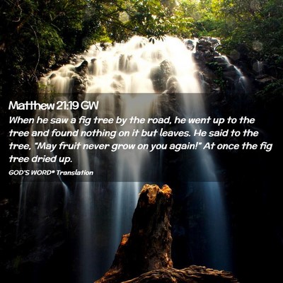 Picture 02 - Matthew 21:19 GW - When he saw a fig tree by the road, he went up to - Bible Verse Picture