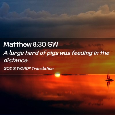 Picture 02 - Matthew 8:30 GW - A large herd of pigs was feeding in the - Bible Verse Picture
