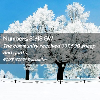 Picture 02 - Numbers 31:43 GW - The community received 337,500 sheep and - Bible Verse Picture