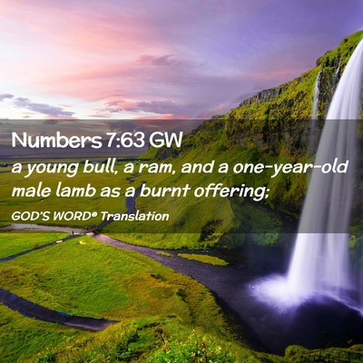 Picture 02 - Numbers 7:63 GW - a young bull, a ram, and a one-year-old male lamb - Bible Verse Picture