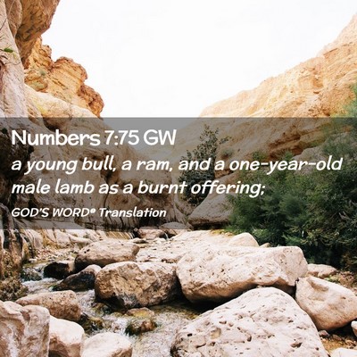 Picture 02 - Numbers 7:75 GW - a young bull, a ram, and a one-year-old male lamb - Bible Verse Picture