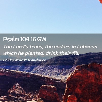 Picture 02 - Psalm 104:16 GW - The Lord’s trees, the cedars in Lebanon which - Bible Verse Picture