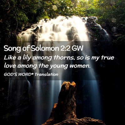 Picture 02 - Song of Solomon 2:2 GW - Like a lily among thorns, so is my true love - Bible Verse Picture