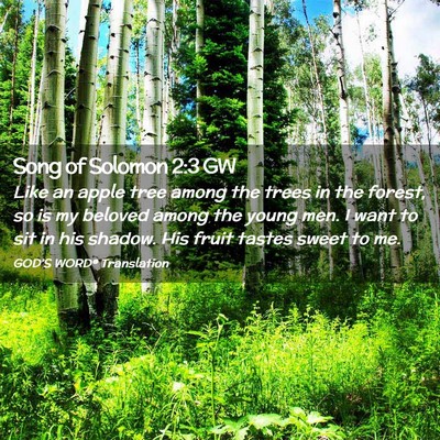 Picture 02 - Song of Solomon 2:3 GW - Like an apple tree among the trees in the forest, - Bible Verse Picture