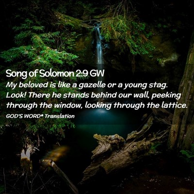 Picture 02 - Song of Solomon 2:9 GW - My beloved is like a gazelle or a young stag. - Bible Verse Picture