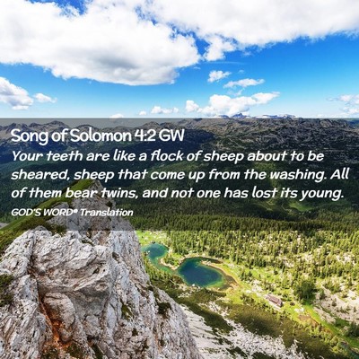 Picture 02 - Song of Solomon 4:2 GW - Your teeth are like a flock of sheep about to be - Bible Verse Picture