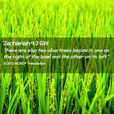 Picture 02 - Zechariah 4:3 GW - There are also two olive trees beside it, one on - Bible Verse Picture