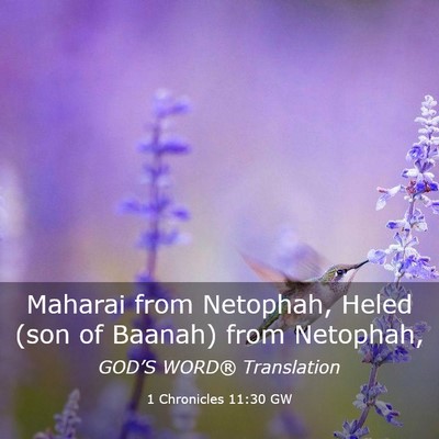 Picture 03 - 1 Chronicles 11:30 GW - Maharai from Netophah, Heled (son of Baanah) from - Bible Verse Picture