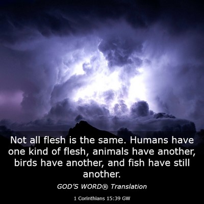 Picture 03 - 1 Corinthians 15:39 GW - Not all flesh is the same. Humans have one kind - Bible Verse Picture