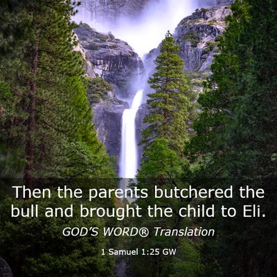 Picture 03 - 1 Samuel 1:25 GW - Then the parents butchered the bull and brought - Bible Verse Picture