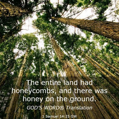 Picture 03 - 1 Samuel 14:25 GW - The entire land had honeycombs, and there was - Bible Verse Picture