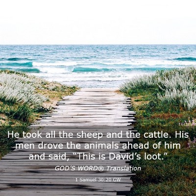 Picture 03 - 1 Samuel 30:20 GW - He took all the sheep and the cattle. His men - Bible Verse Picture