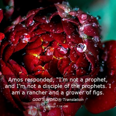 Picture 03 - Amos 7:14 GW - Amos responded, “I’m not a prophet, and I’m - Bible Verse Picture
