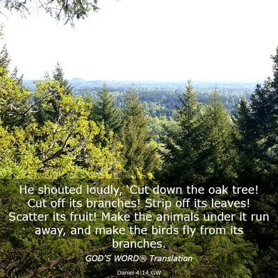 Picture 03 - Daniel 4:14 GW - He shouted loudly, ‘Cut down the oak tree! Cut - Bible Verse Picture
