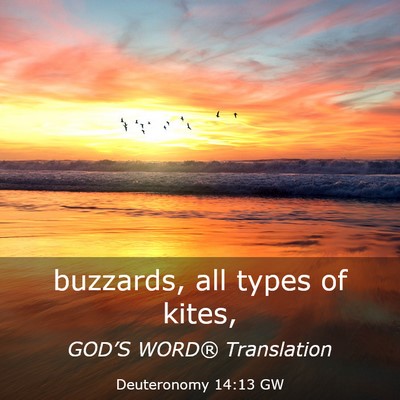 Picture 03 - Deuteronomy 14:13 GW - buzzards, all types of - Bible Verse Picture