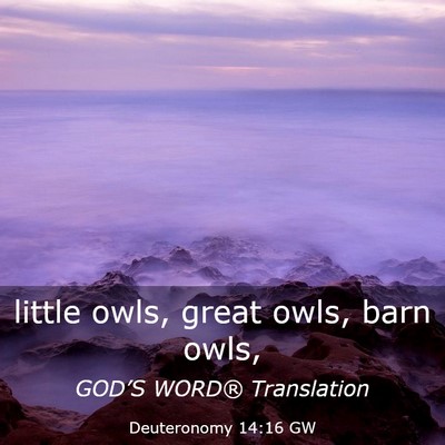 Picture 03 - Deuteronomy 14:16 GW - little owls, great owls, barn - Bible Verse Picture