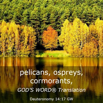 Picture 03 - Deuteronomy 14:17 GW - pelicans, ospreys, - Bible Verse Picture