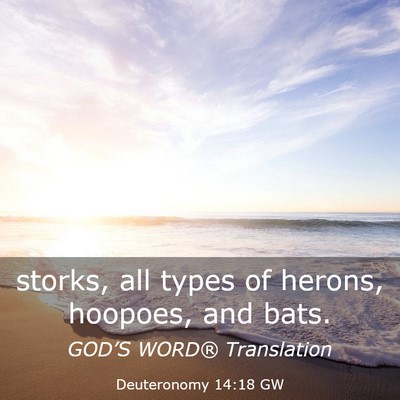 Picture 03 - Deuteronomy 14:18 GW - storks, all types of herons, hoopoes, and - Bible Verse Picture