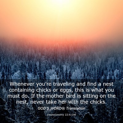 Picture 03 - Deuteronomy 22:6 GW - Whenever you’re traveling and find a nest - Bible Verse Picture