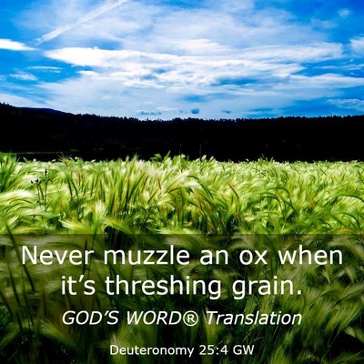Picture 03 - Deuteronomy 25:4 GW - Never muzzle an ox when it’s threshing - Bible Verse Picture