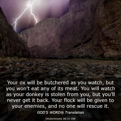 Picture 03 - Deuteronomy 28:31 GW - Your ox will be butchered as you watch, but you - Bible Verse Picture