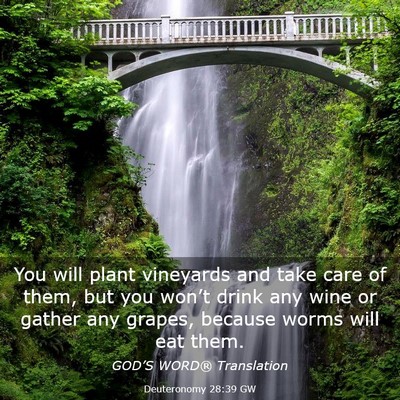 Picture 03 - Deuteronomy 28:39 GW - You will plant vineyards and take care of them, - Bible Verse Picture