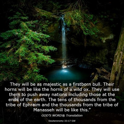 Picture 03 - Deuteronomy 33:17 GW - They will be as majestic as a firstborn bull. - Bible Verse Picture