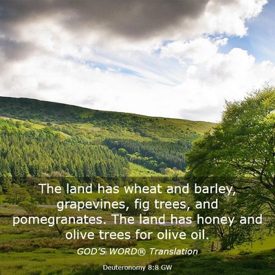 Picture 03 - Deuteronomy 8:8 GW - The land has wheat and barley, grapevines, fig - Bible Verse Picture