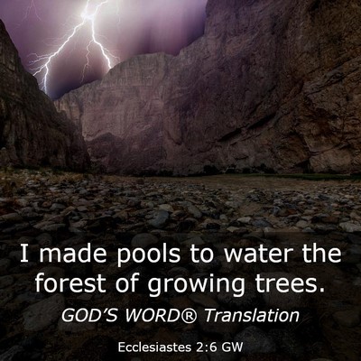 Picture 03 - Ecclesiastes 2:6 GW - I made pools to water the forest of growing - Bible Verse Picture