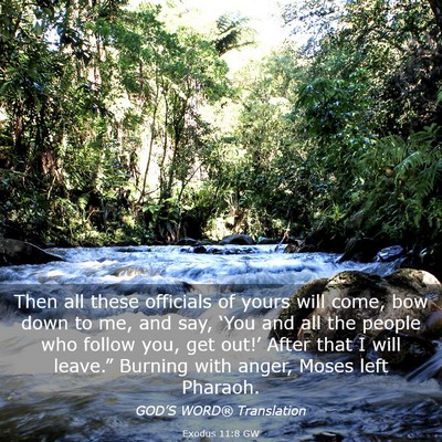 Picture 03 - Exodus 11:8 GW - Then all these officials of yours will come, bow - Bible Verse Picture
