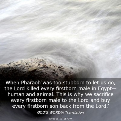 Picture 03 - Exodus 13:15 GW - When Pharaoh was too stubborn to let us go, the - Bible Verse Picture