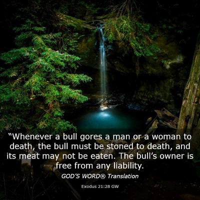 Picture 03 - Exodus 21:28 GW - “Whenever a bull gores a man or a woman to - Bible Verse Picture