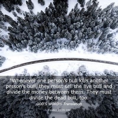 Picture 03 - Exodus 21:35 GW - “Whenever one person’s bull kills another - Bible Verse Picture