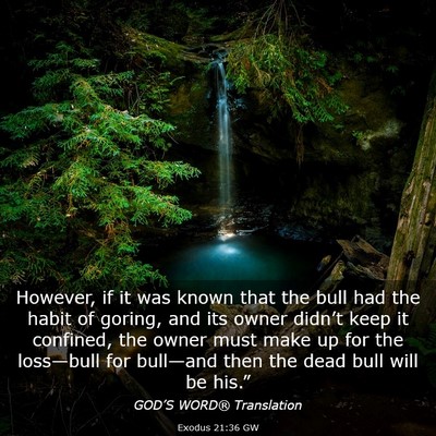 Picture 03 - Exodus 21:36 GW - However, if it was known that the bull had the - Bible Verse Picture